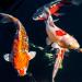 AlltechCoppens Premium Koi Food 5kg - 6.0mm Floating Fish Food for Healthy Koi & Pond Care - Buy Online on GoSupps.com