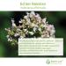 Buy High-Dose Valerian Root Tea | Baldriant 100g | Warm-Woody Taste | International Shipping - Buy Online on GoSupps.com