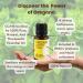 Buy Rocky Mountain Oregano Essential Oil 15 ml - Premium Quality Aromatherapy Oil for Immune Support & Wellness - Buy Online on GoSupps.com