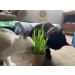 Organic Pet Grass Grow Kits by Cat FurNature - Natural Indoor Cat Grass for Fresh, Healthy Pets - Buy Online on GoSupps.com
