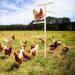 Buy Generic Boden Chicken Rod - Outdoor Poultry Stand & Enrichment Toy for Chickens Parrots & Nymphensitties | Perfect for Playgrounds - Buy Online on GoSupps.com