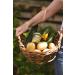 Babybio - Petits pots - Pomme de terre Courgette z br e - BIO - 4+ mois - 2x130g - Lot de 6 Pomme de terre Courgette z br e 2x130g (lot de 6) - Buy Online on GoSupps.com