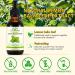 Organic Lemon Balm Extract - Lemon Balm Drops Supplement Support Digestive Relief & Relaxation Alcohol-Free Vegan Non-GMO Gluten-Free 2.02 Fl Oz (Pack of 1) - Buy Online on GoSupps.com