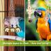Buy Vegan 7-Piece Wooden Bird Toy Set - Multicolored Ladders & Accessories for Budgies Parrots and More | International Shipping - Buy Online on GoSupps.com