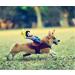 DELIFUR Dog Costumes | Pet Halloween Cowboy Rider Style Outfits for Small Dogs - Buy Online on GoSupps.com