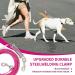 Shop 15m Shock Absorbing Yard Leash for Dogs - Durable Tie Out Leash in Rose Red - Buy Online on GoSupps.com