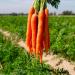 Relaxcation Pure Carrot Seed Essential Oil - Steam Distilled & Unrefined Natural Oil from India | Woody Aromatic Plant Extract for Radiant Skin Smooth Texture & Daily Blends (0.5 oz) 0.5 Fl Oz (Pack of 1) - Buy Online on GoSupps.com