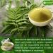 Lavendium Premium 500g (17.6oz) Neem Leaf Powder 100% Natural and Pure from Neem Leaves Neem Leaves Herbal Tea No Additives No Gluten No Sugar Vegan CA Neem 500 Gr - Buy Online on GoSupps.com