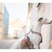 Max & Molly Missy Pop Dog Harness - Odorless Neoprene Comfort & Loss Protection | Shop Internationally - Buy Online on GoSupps.com