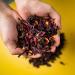 Ole Rico Dried Hibiscus Flowers 4 oz - Perfect for Hibiscus Tea - 100% Natural, Cut and Sifted - Resealable Bag - 4 Ounce Pack - Buy Online on GoSupps.com