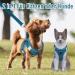 Uvtqssp Dog Harness for Small Dogs with Leash | Padded Puppy Dishes & Indigo Blue Harness Set - Buy Online on GoSupps.com