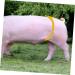 Pig Insemination Rods Stand | Sperm Feeding Holder | Artificial Insemination Bracket - Buy Online on GoSupps.com