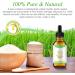 Essential Oil Rice Bran Oil for Hair 2.02fl.oz Pure Rice Bran Oil with Antioxidant Action Beard Eyebrows and Eyelash Growth for Hair Strengthening (Serum-60ml) - Buy Online on GoSupps.com