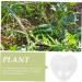OSALADI Plant Plastic Fruit Clear Fruit Yard Fruit Fruit Forming Heart-Shaped Pumpkin - Buy Online on GoSupps.com