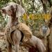 OneTigris Y-Shaped Dog Backpack No Pull CAMLUS Dog Saddle Bag | Lightweight Dog Pack for Hiking, Hunting, Camping | Medium Brown - Buy Online on GoSupps.com