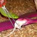 Vodolo Snake Feeding Tongs 15 Inch Reptile Feeding Tongs Extra Long Large Tweezers for Corn Ball Python Accessories Bearded Dragon Reptile Tank Accessories Terrarium Supplies - Buy Online on GoSupps.com
