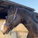 Knothalter for floor work horse- knot-halter COB optimal for free work floor work guide or loading training (whole blood (COB) royal blue-white) thoroughbred (COB) royal blue-white
