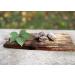Premier Performance CZ - Calming Cookies - 10 x Chamomile - Buy Online on GoSupps.com