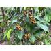 Buy Mandoi Organic Cub Pepper 50g - Premium Stem Pepper from Java Indonesia - Eco-Friendly Small Farmers Project - Buy Online on GoSupps.com