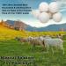 Buy Syllana XL Size Dryer Balls - 6 Pack Natural Fabric Softener 100% New Zealand Sheep Wool Antistatic & Time-Saving for Tumble Dryers - Buy Online on GoSupps.com