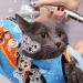 Adjustable Cat Swimming Bag - Anti-Bite & Scratch Protection | Hard-Wearing Mesh Shower Pocket for Small & Medium Cats - Buy Online on GoSupps.com