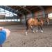 Buy Organic Biothane Double Lunge Leash for Horses - 16-18m 16mm Wide - 15 Colors - Ideal for Equestrian Sports - Buy Online on GoSupps.com