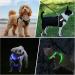 PCEOTLLAR USB Rechargeable LED Dog Harness - Reflective & Breathable for Small & Medium Dogs | Lightweight Flashing Light | Black Blue - Buy Online on GoSupps.com