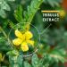 Tribulus Terrestris Extract 5000mg 95% Saponins | Non GMO, Gluten Free, Halal | 60 Vegan Capsules - Buy Online on GoSupps.com