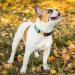 Shop Heele Adjustable Dog Collar - Patterned Comfort for Puppies & Dogs | Rainbow Design XS Size (21.6-28cm) - Buy Online on GoSupps.com