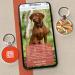 Personalized QR Code Dog ID Tag | Customizable Online Pet Profile | Free App Control - DISONTAG - Buy Online on GoSupps.com
