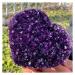 Natural Crystal Rough Crystal Cluster Natural Heart-Shaped Amethyst Gem Quartz Cluster Crystal Sample (Size : 300-350g)
