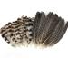 30 Pcs Natural Pheasant Feathers 15-22cm Assorted Wild Turkey Feather Guinea Fowl Quill DIY Craft Wedding Home Party Decor - Brown & White (2 Styles) - Buy Online on GoSupps.com