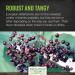 Frontier Natural Products Whole Elder Berries 16 oz - Premium Dried Berries for Health & Wellness - Buy Online on GoSupps.com