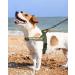 Buy Eeyfarog No Pull Dog Harness for Small & Medium Dogs - Adjustable Reflective Safe & Comfortable - XL Green - International Shipping Available - Buy Online on GoSupps.com