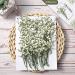 Dried Ivory White Babys Breath Flowers Bouquet - 50 Pcs | Real Gypsophila Branches for Wedding Decor, Resin Art, DIY Crafts - Buy Online on GoSupps.com