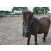 Heavy Horse Parts Feeding Muzzle for Coldbloods | Strong Adjustable Throat Strap & Reinforced Base Plate - International Shipping Available - Buy Online on GoSupps.com