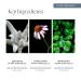 Re:generative Eye Gel - Vegan Treatment for Dark Circles & Puffiness | Brighten & Refresh with Plant Actives | 0.5 Oz - Buy Online on GoSupps.com