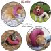 iCollr Inflatable Pet Collar for Cats & Dogs - Medium | Post Surgery Recovery - Buy Online on GoSupps.com