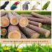 Holzsammlung Bird Playground Wooden Parrot Stand Bird Play Stand Parrot Perch Stand with Ladder Bird Play Gym Toy Cage Accessories for Small Middle Parakeets Cockatiels Finches Budgie Lovebirds #17 - Buy Online on GoSupps.com
