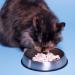 Dr. Catsby's Whisker Relief Food Bowl - Reduce Cat's Discomfort & Mess - Buy Online on GoSupps.com