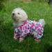 CuteBone Dog Pajamas Small Pet Jumpsuit Chihuahua Clothes 2 Pack Small Fleece Fabric Pineapple & Strawberry Design - Buy Online on GoSupps.com