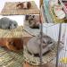 4 Pack Rabbit Grass Mat Natural Woven Hay Rabbit Bedding Bunny Chew Edible Cage Liner Straw Resting Mats for Cages Hut Guinea Pig Rodent Parrot Rabbit Bunny Hamster Rat Chinchilla-12inch Rabbit Mats - Buy Online on GoSupps.com