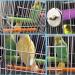 Tfwadmx Bird Bath for Cage - Parrot, Parakeet, Lovebirds, Conure, Cockatoos - No-Leakage Hanging Shower Tub for Small Pet Birds - Buy Online on GoSupps.com