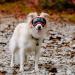 Rex Specs V2 Dog Goggles - Medium Yazberry | Protective Eyewear for Dogs - Buy Online on GoSupps.com