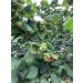 Organic US Grown Hazelnuts - 1lb | Raw Filberts | Non-GMO | Nookachamps Farms - Buy Online on GoSupps.com