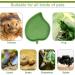 Bailinks 2 Pieces Tortoise Water Bowls Reptile Food Water Bowls Leaf Shape tortoise accessories Tortoise Food Bowl for Crawl Pet Tortoises or Small Reptiles - Buy Online on GoSupps.com
