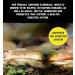 Love Wildlife Tadpole Hatchling Food 80g - Frogs Toads Newts - Buy Online on GoSupps.com