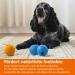 Amazon Basics Supreme Rubber Dog Play Balls - 6.4 cm (3-Pack) in Blue & Orange | Durable Dog Toys for International Shipping - Buy Online on GoSupps.com