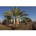 California MEDJOOL DATES Fresh Harvest Recloslable Bags Naturally Grown in California - Buy Online on GoSupps.com