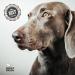 BULLY PALS - 6 inch Beef Trachea - 10 Pack - All Natural Single Ingredient Rawhide Free Dehydrated Dog Treats and Dental Chews - Buy Online on GoSupps.com